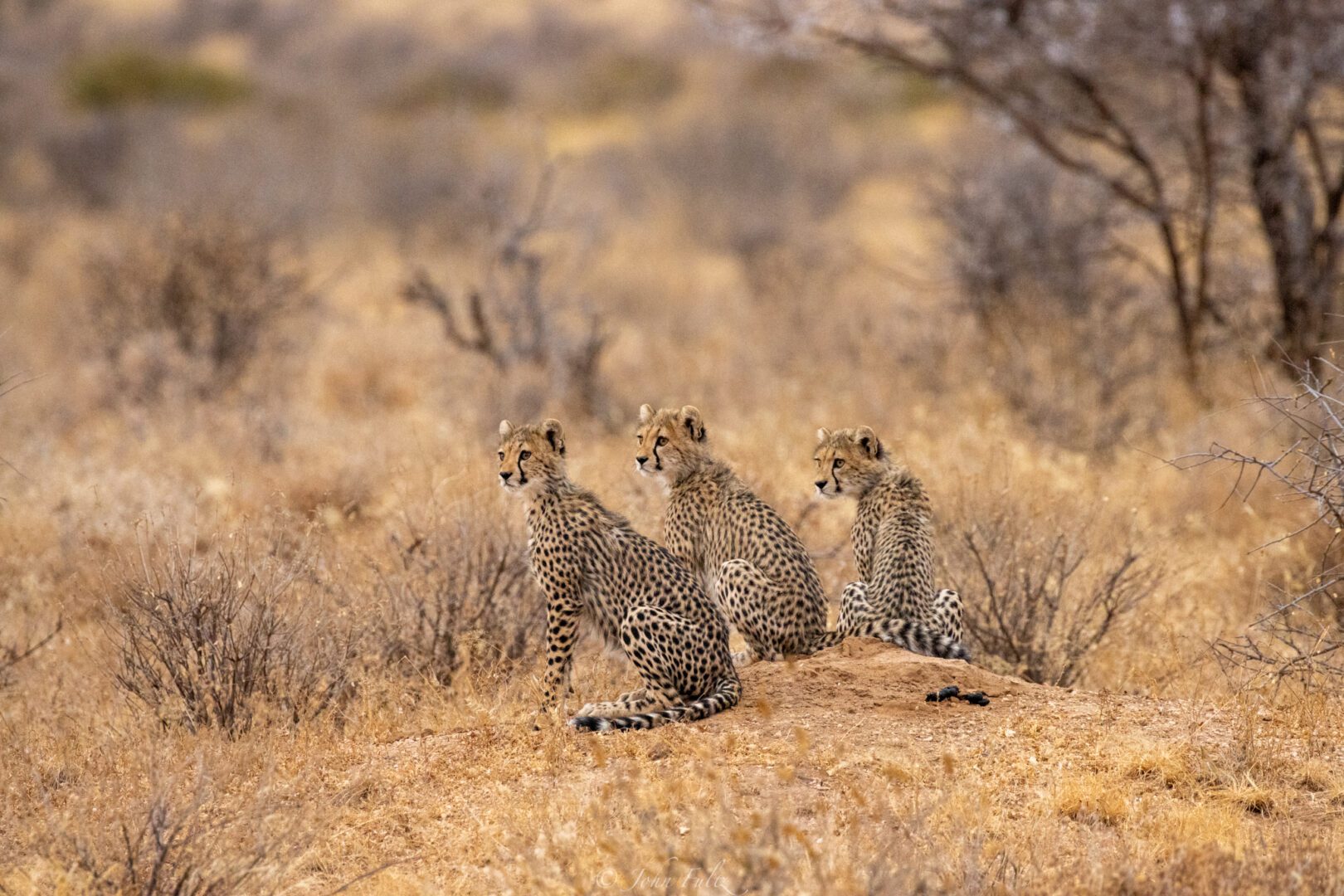 Three Cheetah Cubs – Kenya, Africa