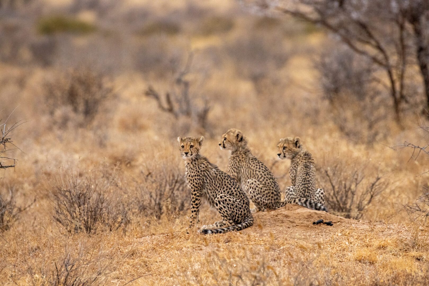 Three Cheetah Cubs – Kenya, Africa