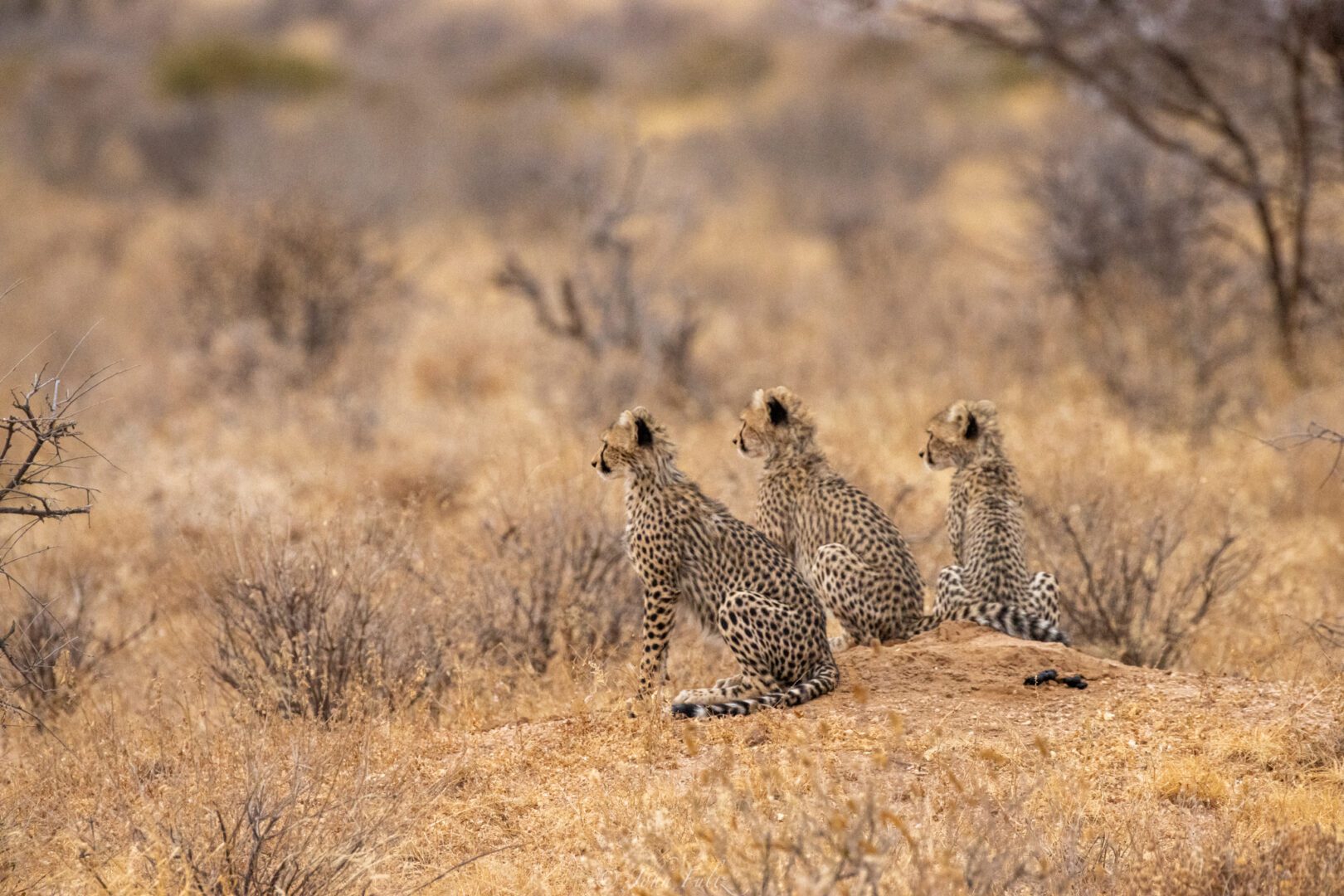 Three Cheetah Cubs – Kenya, Africa