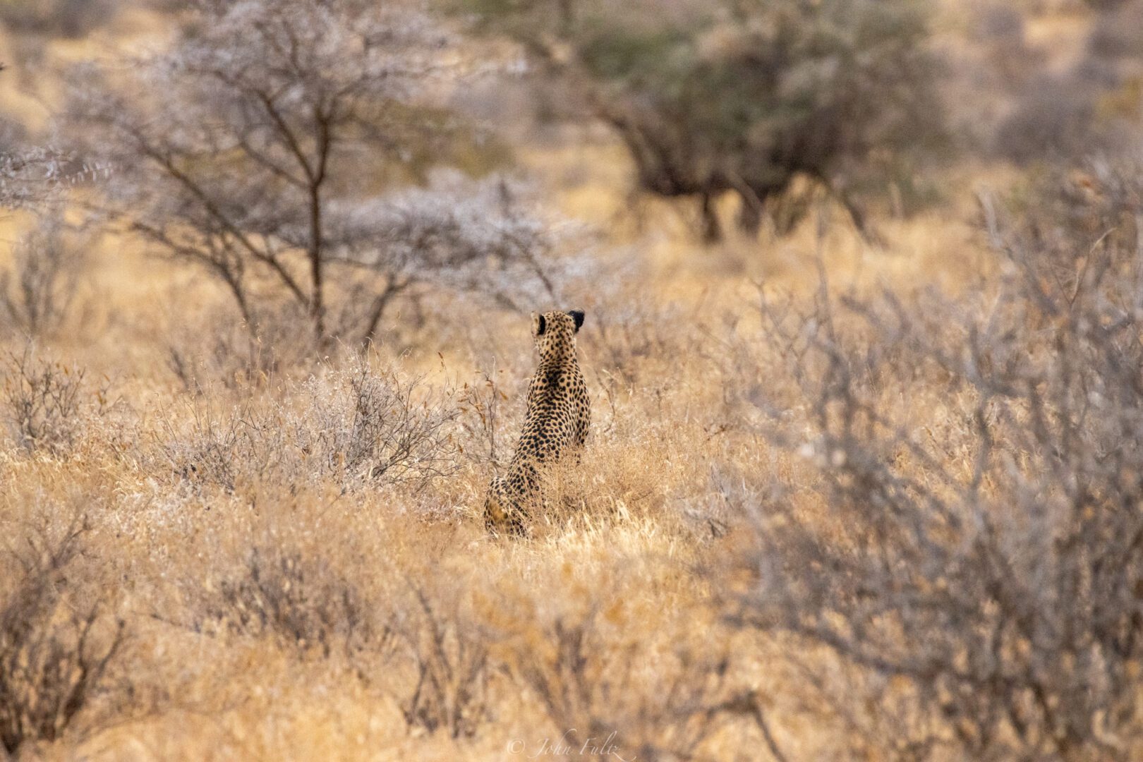 Female Cheetah – Kenya, Africa