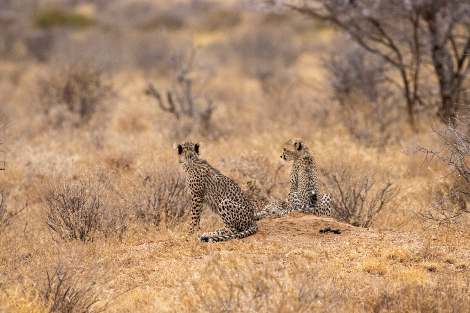 Cheetah Cubs – Kenya, Africa