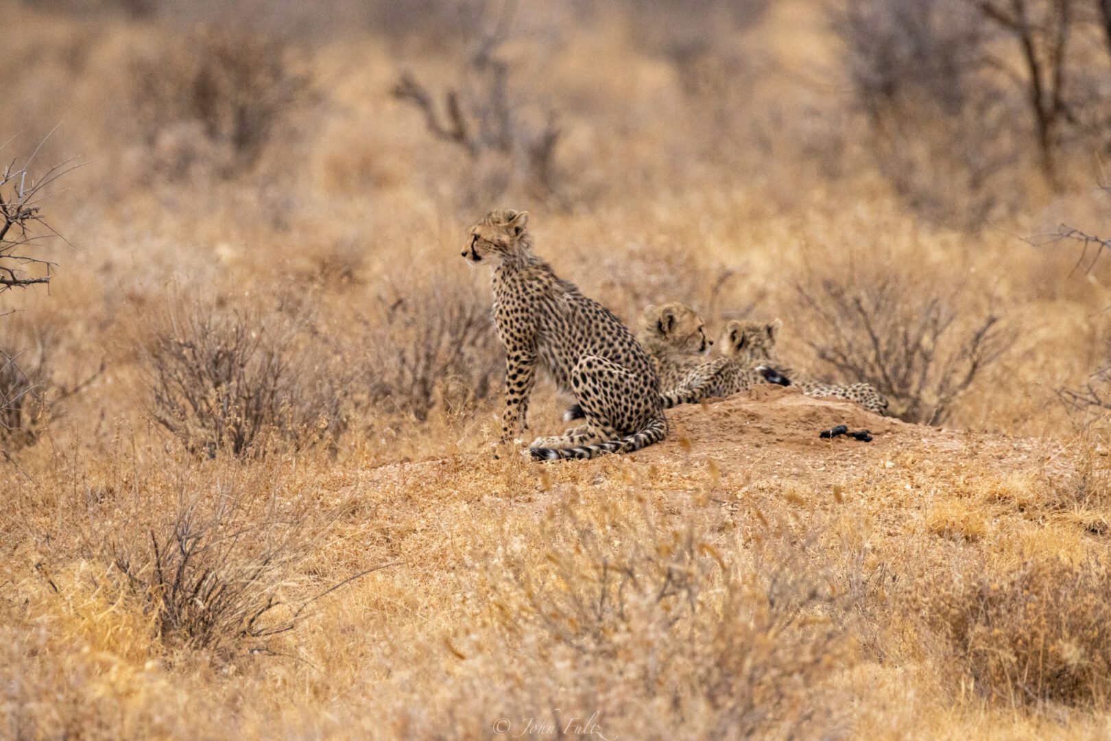 Cheetah Cubs – Kenya, Africa