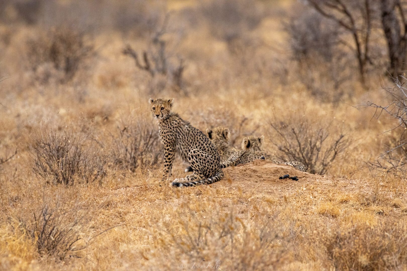 Cheetah Cubs – Kenya, Africa