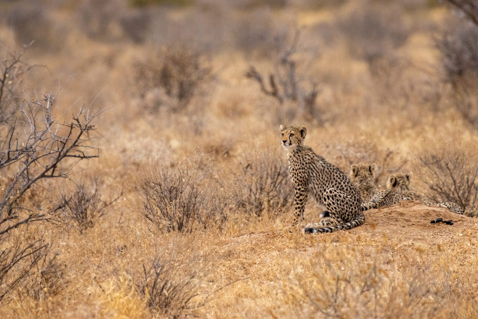 Cheetah Cubs – Kenya, Africa