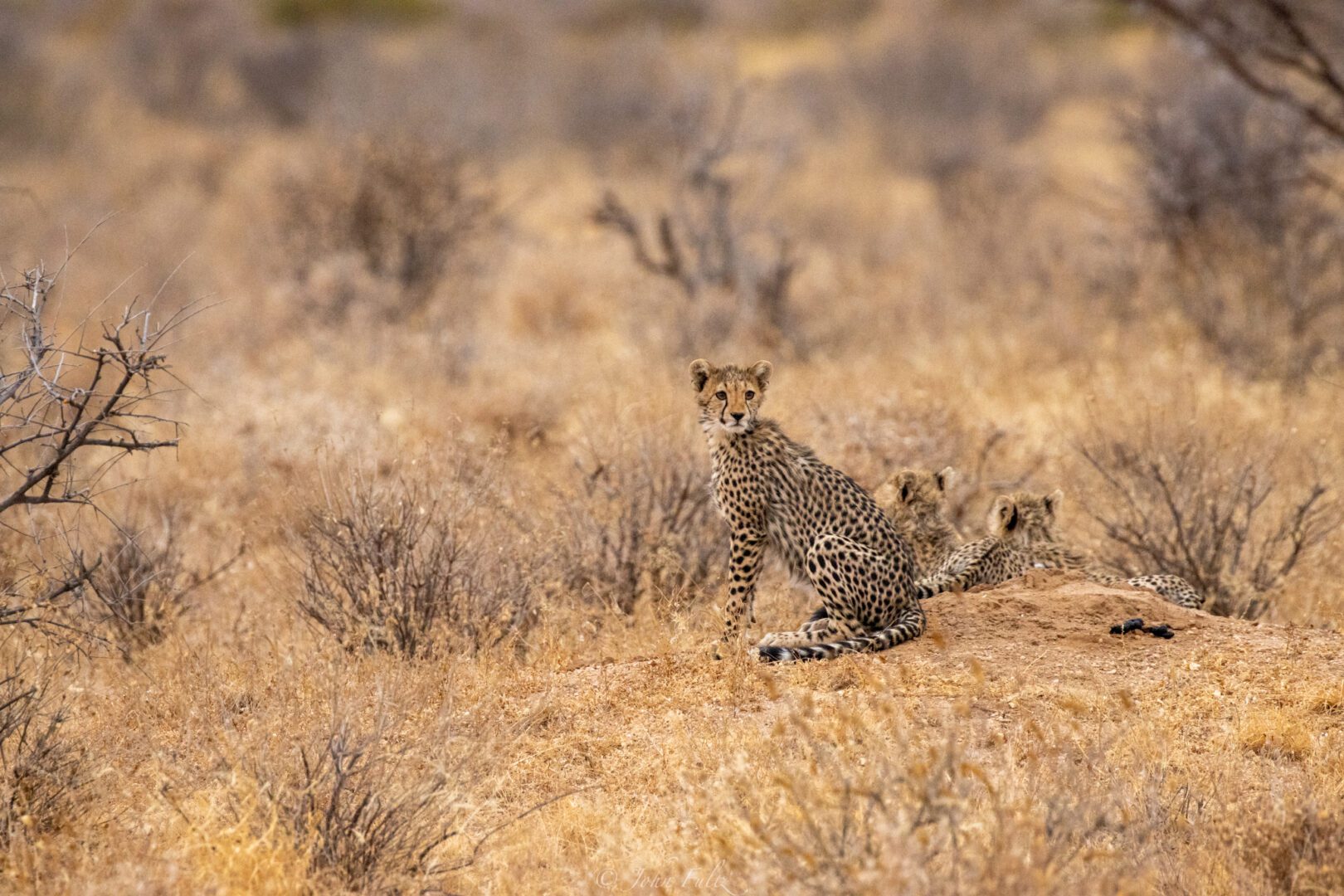 Cheetah Cubs – Kenya, Africa