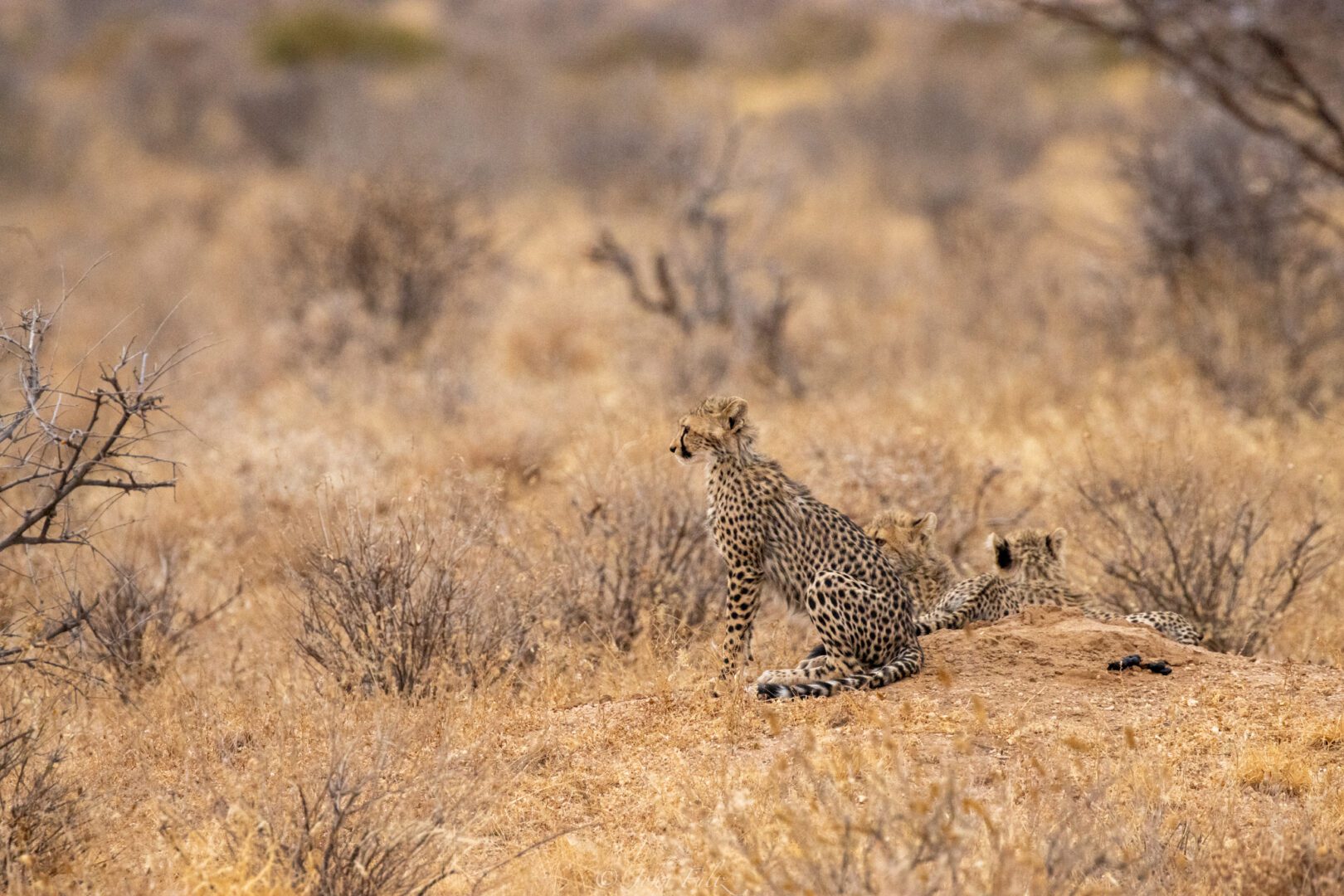 Cheetah Cubs – Kenya, Africa