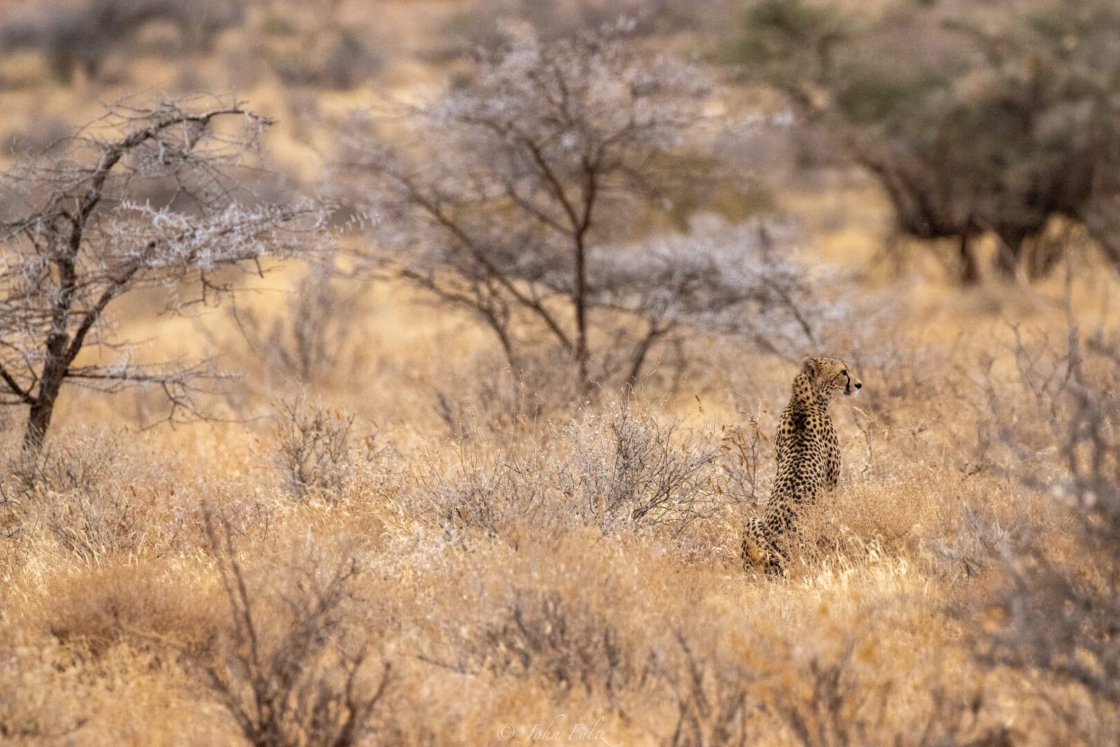 Female Cheetah – Kenya, Africa