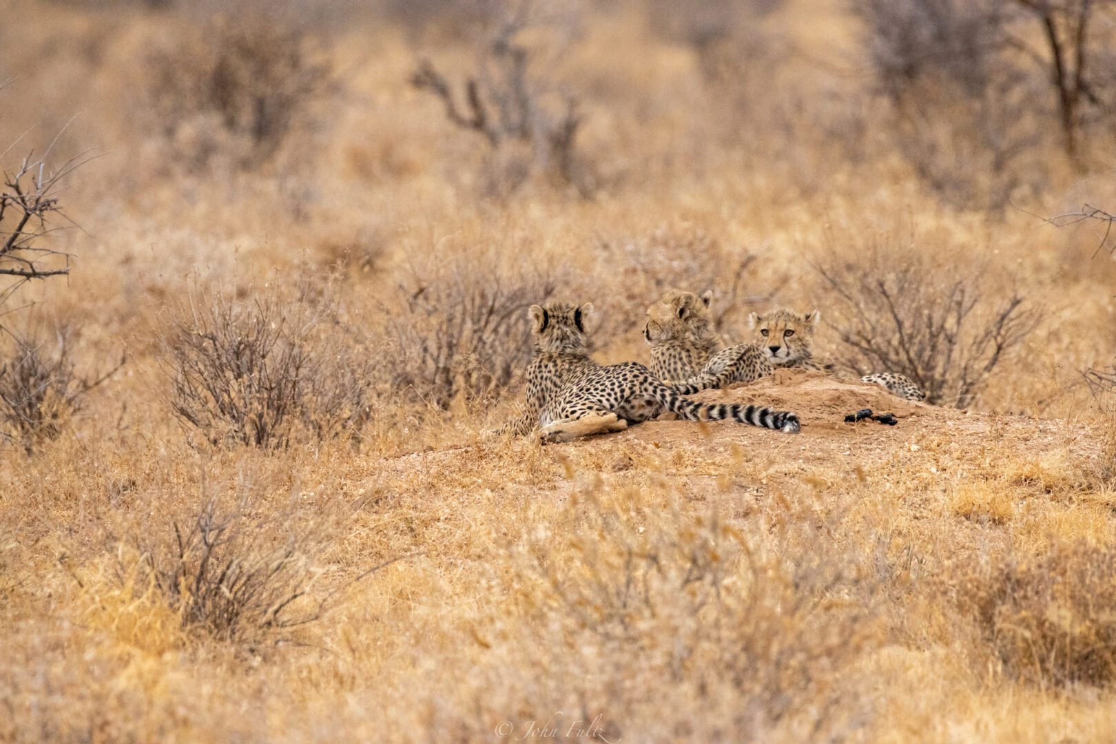 Three Cheetah Cubs – Kenya, Africa