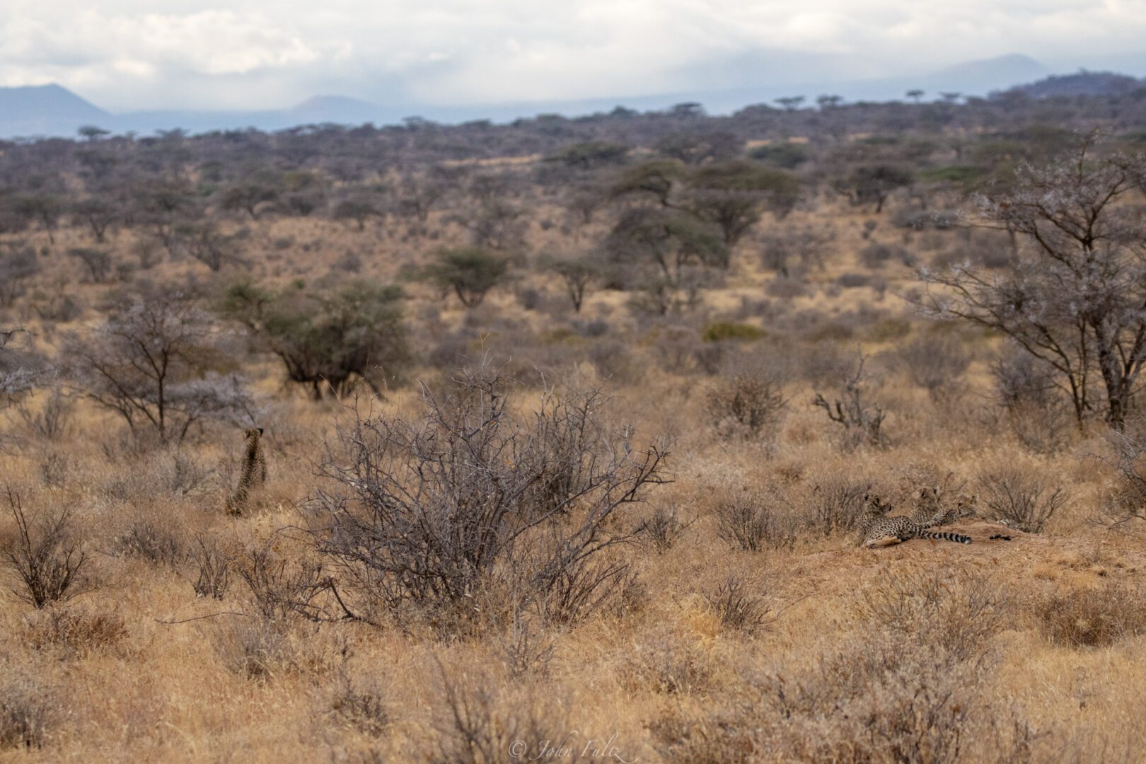 Female Cheetah and Three Cheetah Cubs – Kenya, Africa