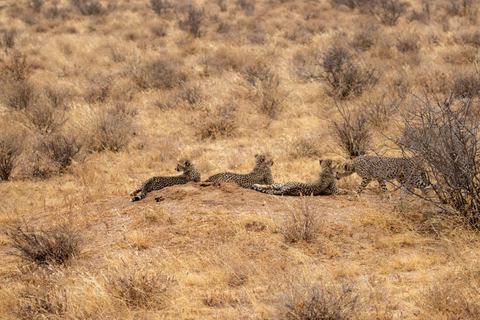 Four Cheetah Cubs – Kenya, Africa