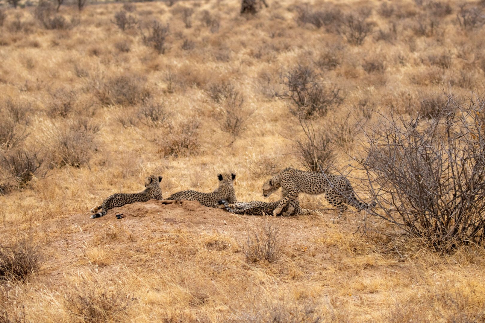 Four Cheetah Cubs – Kenya, Africa