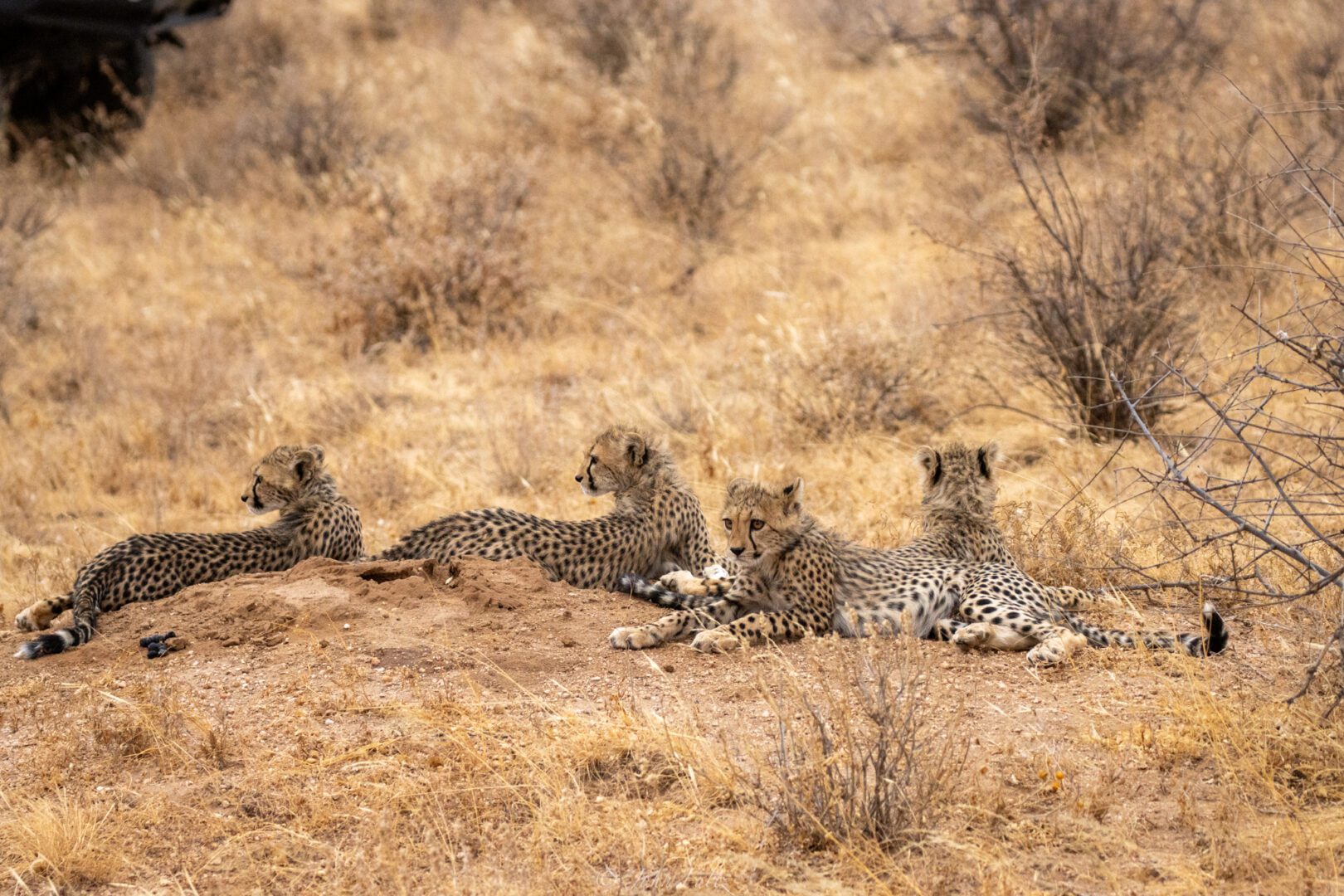 Four Cheetah Cubs – Kenya, Africa