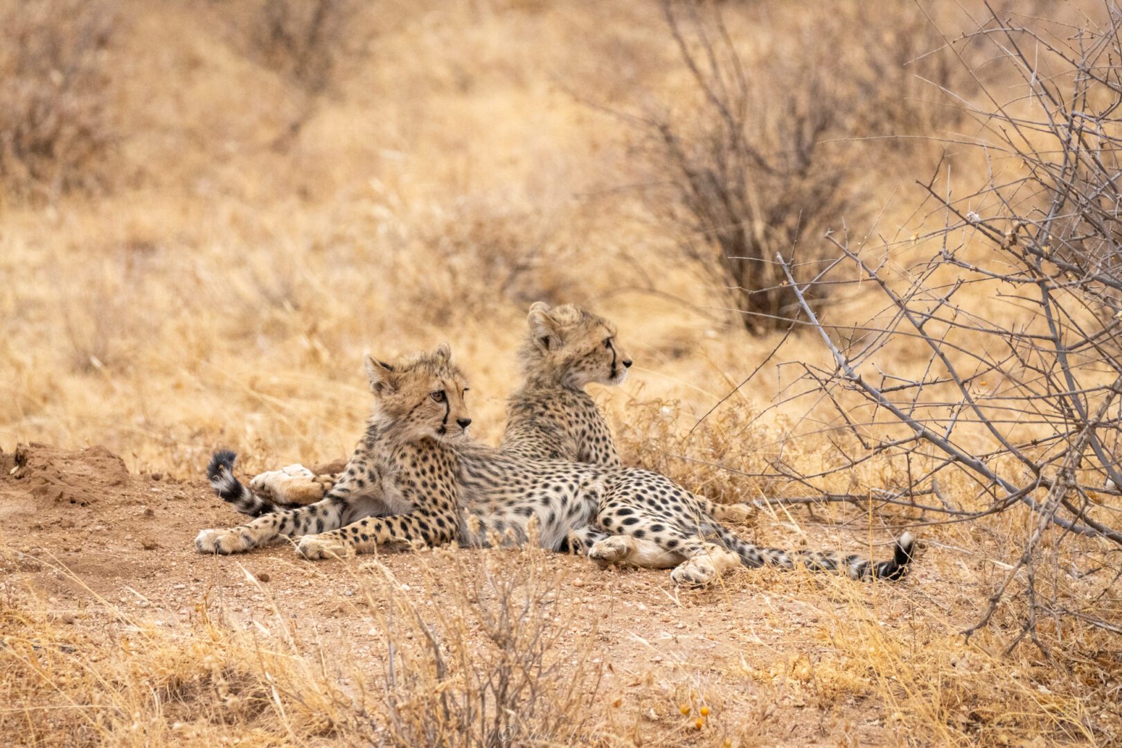 Two Cheetah Cubs – Kenya, Africa