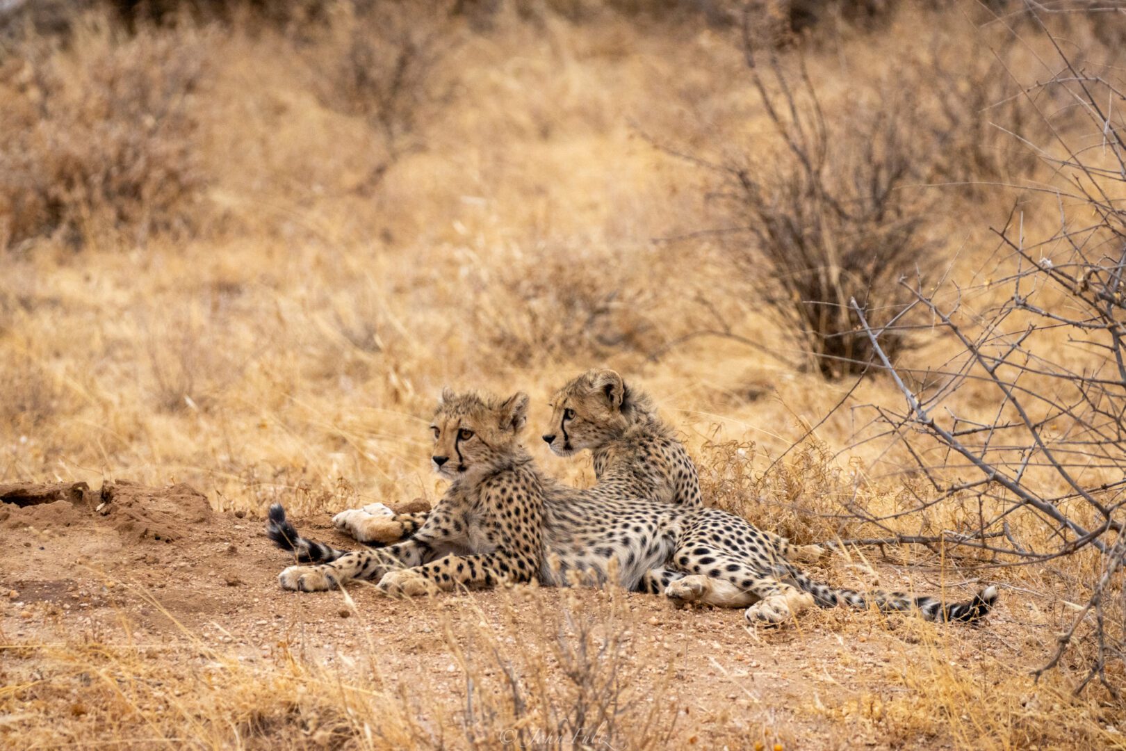 Two Cheetah Cubs – Kenya, Africa