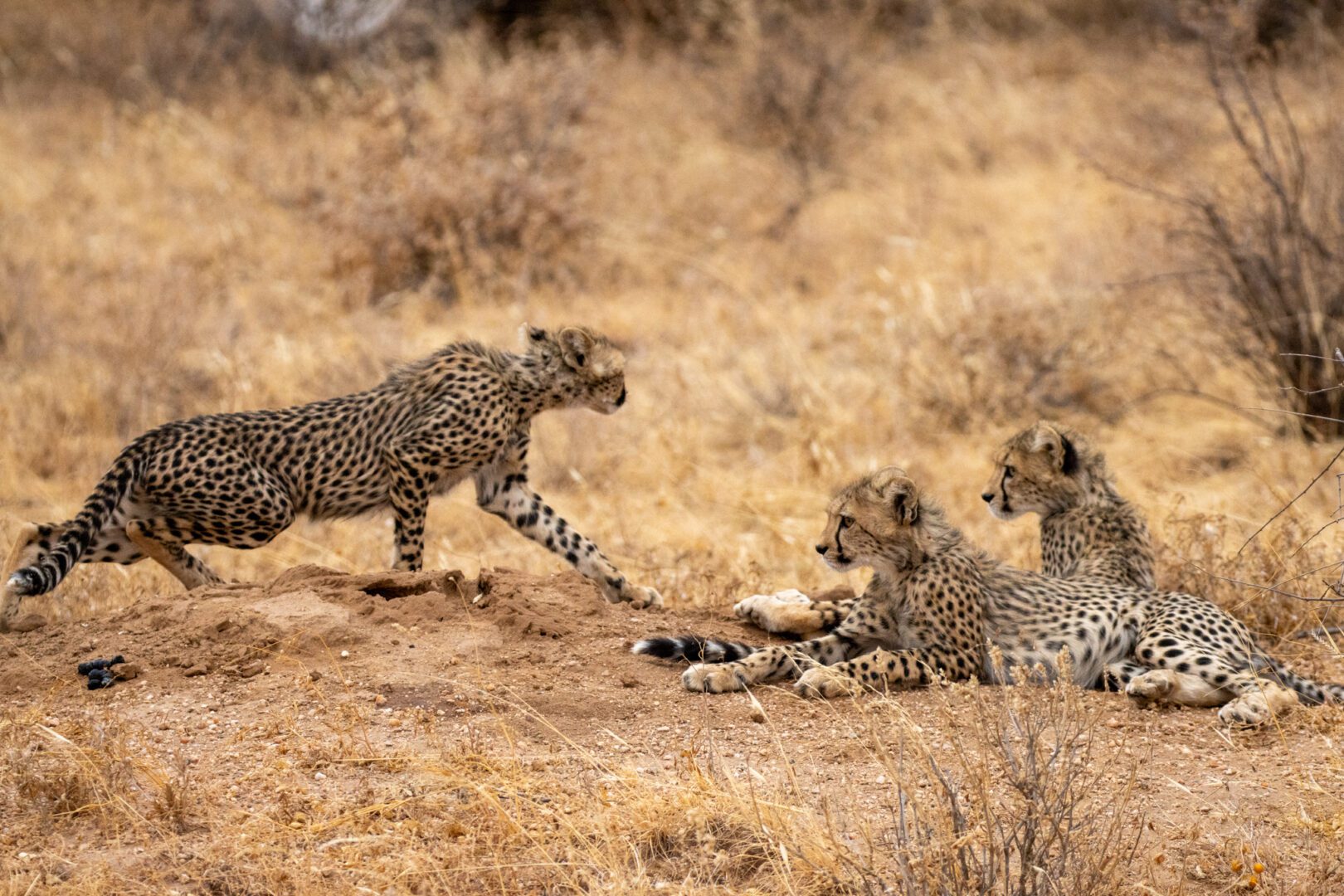 Three Cheetah Cubs – Kenya, Africa