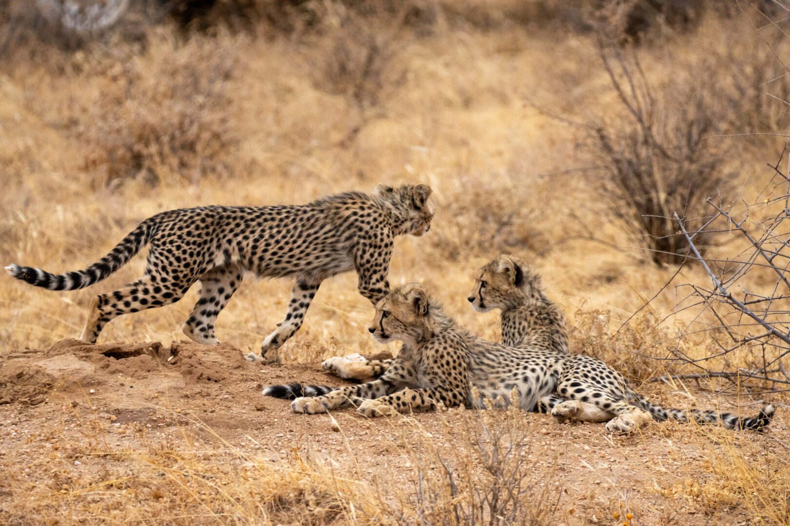 Three Cheetah Cubs – Kenya, Africa