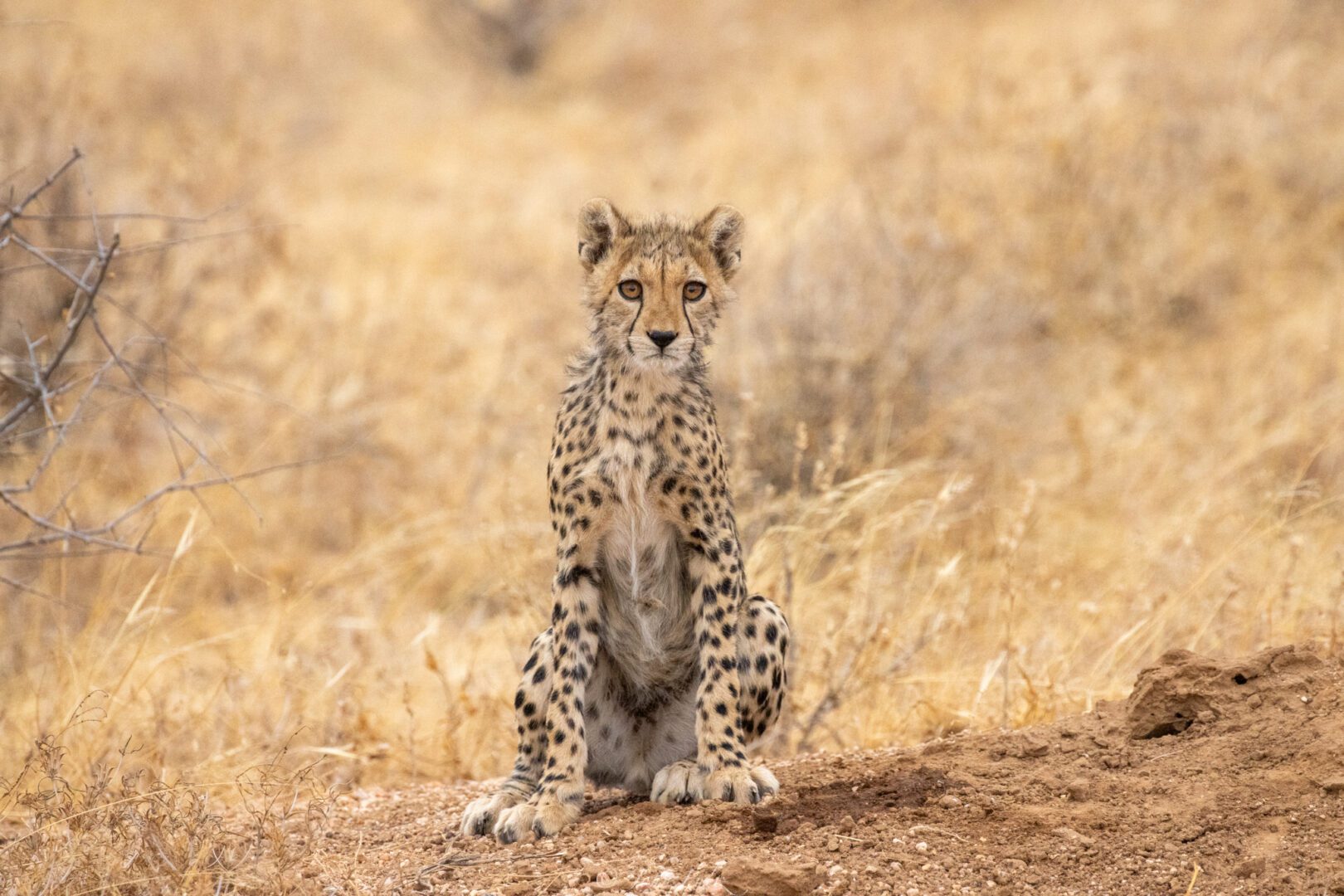 Female Cheetah – Kenya, Africa