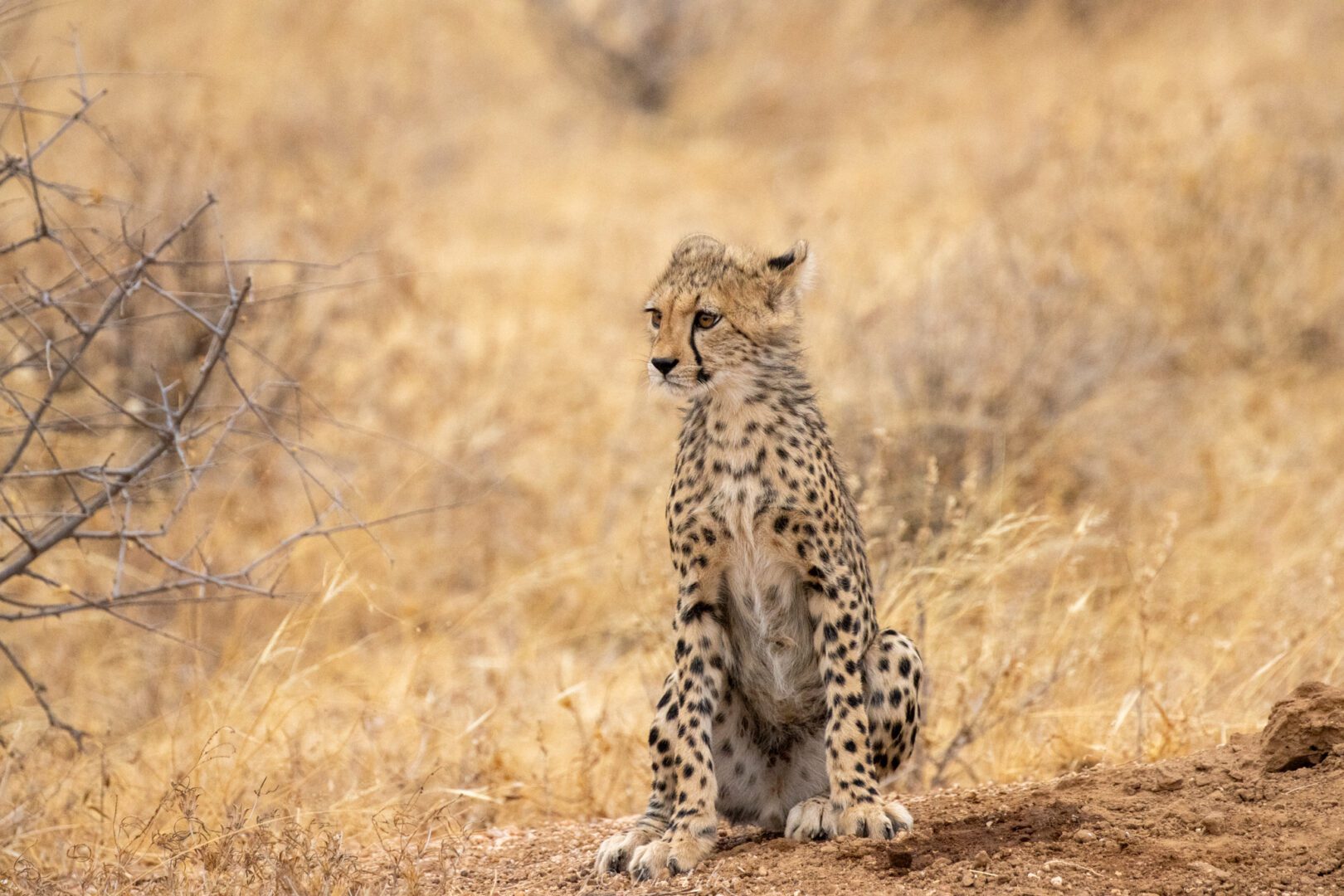 Female Cheetah – Kenya, Africa