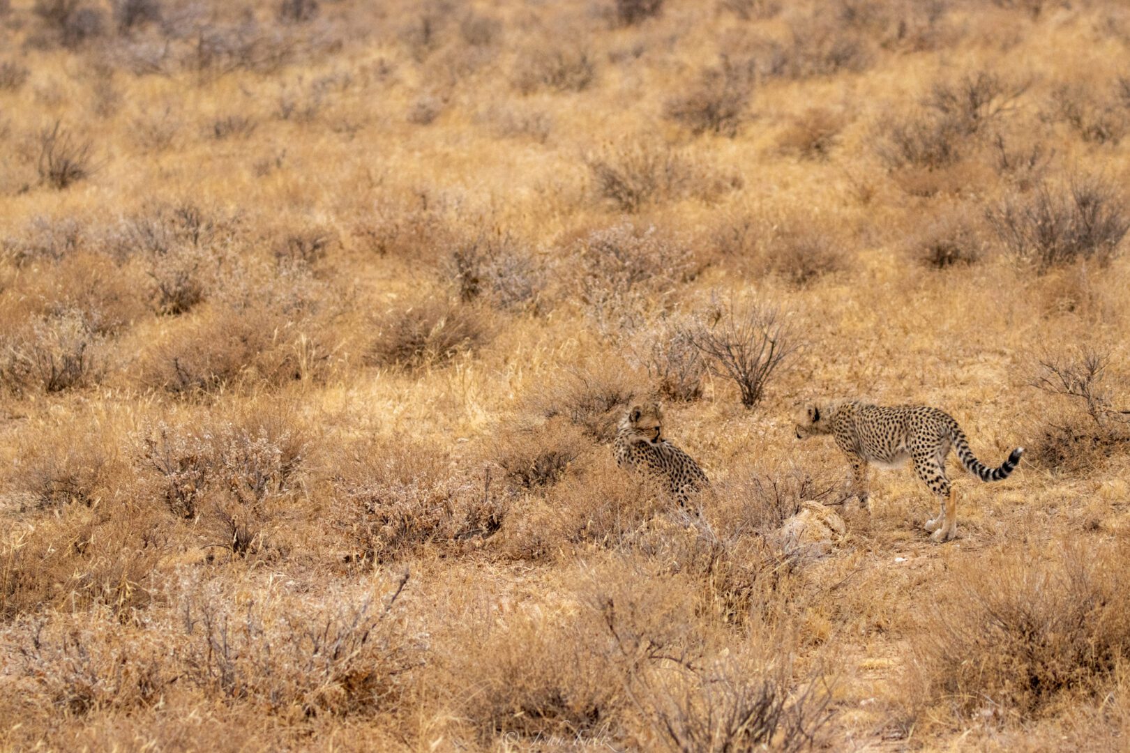 Cheetahs – Kenya, Africa