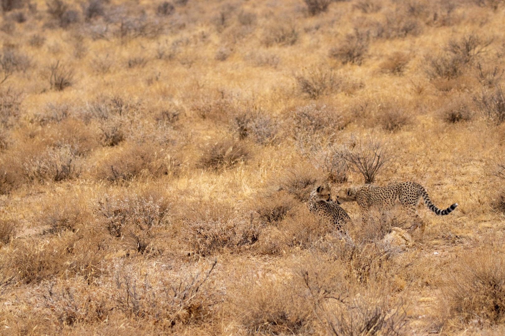 Cheetahs – Kenya, Africa