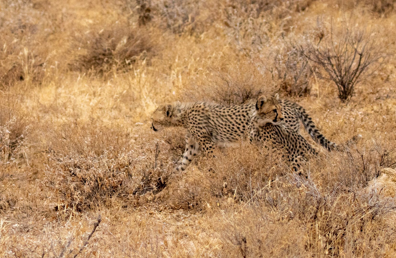 Cheetahs – Kenya, Africa