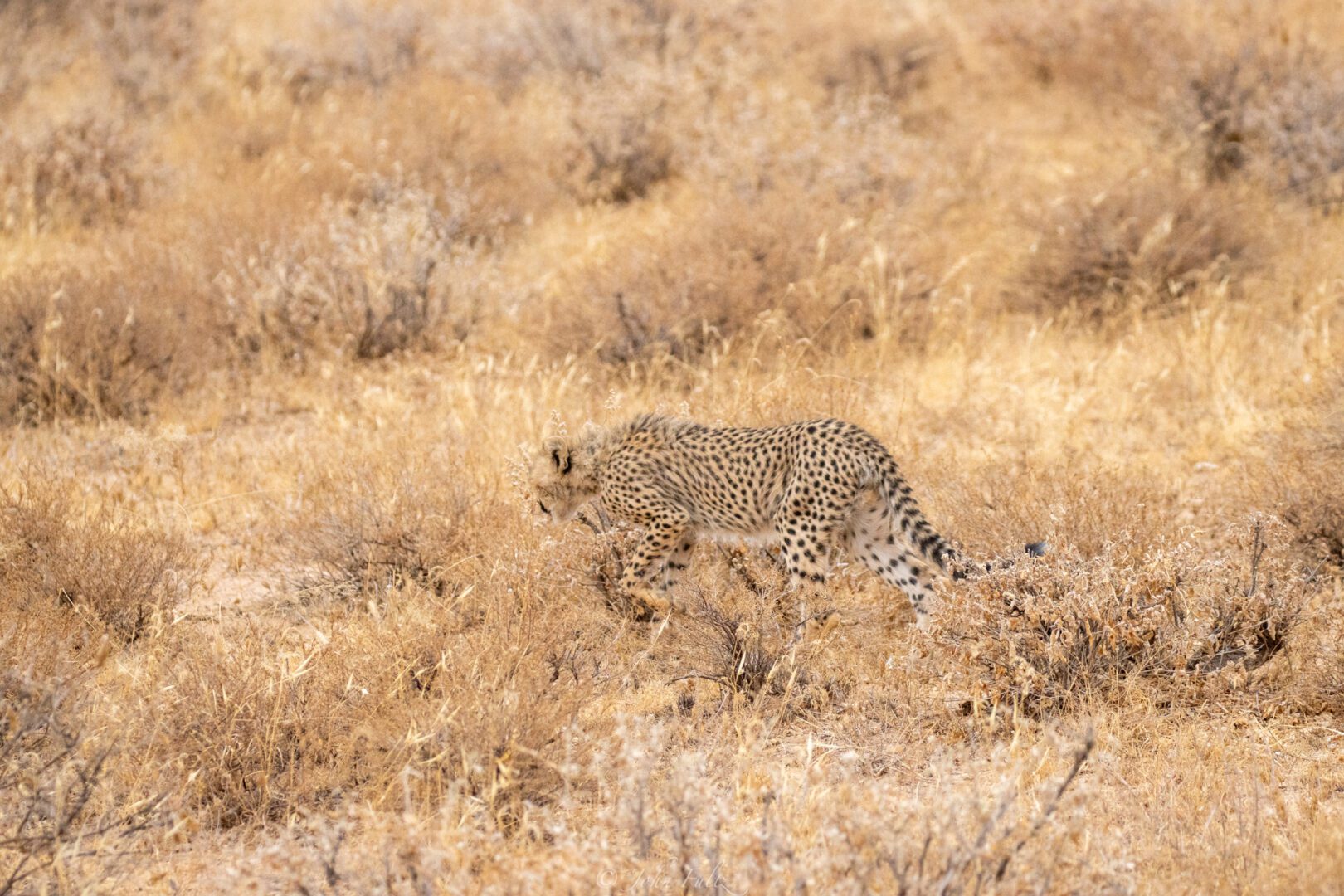 Cheetah – Kenya, Africa