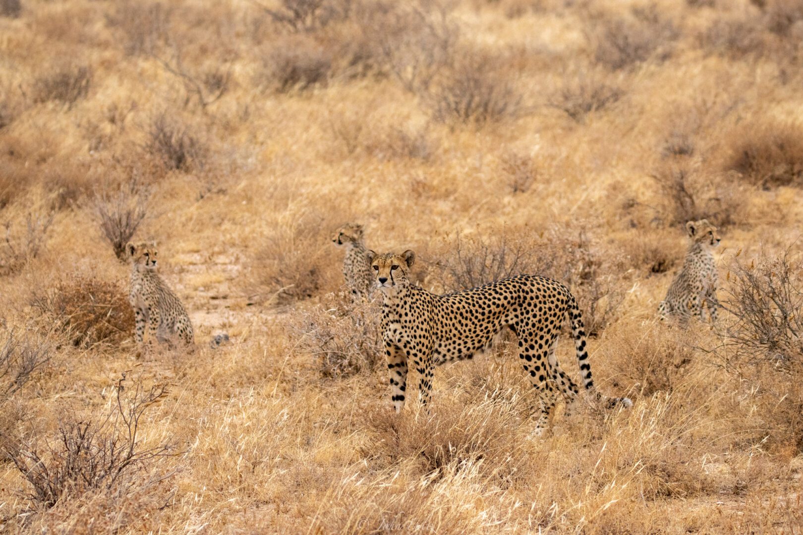 Cheetahs – Kenya, Africa