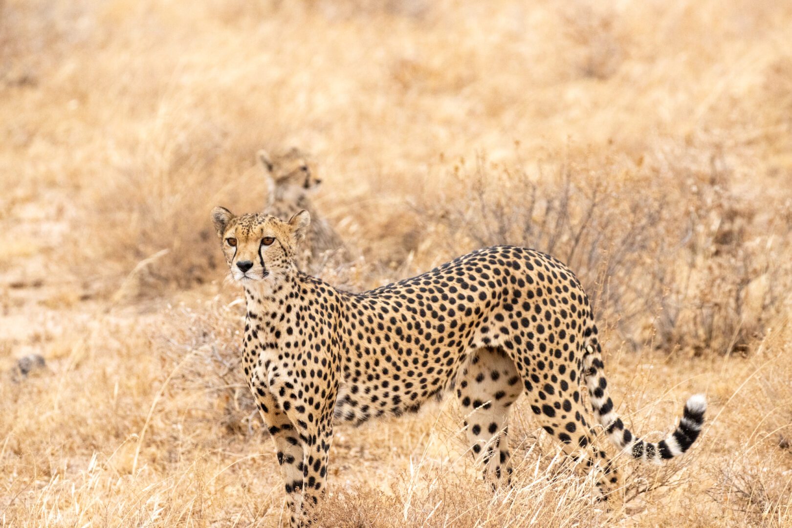 Cheetahs – Kenya, Africa