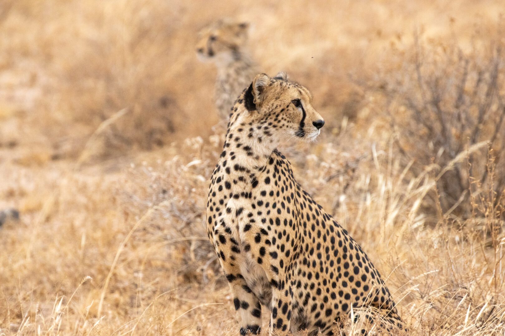 Cheetahs – Kenya, Africa