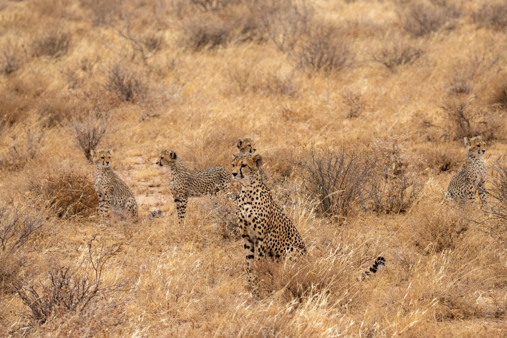 Female Cheetah with Four Cubs – Kenya, Africa