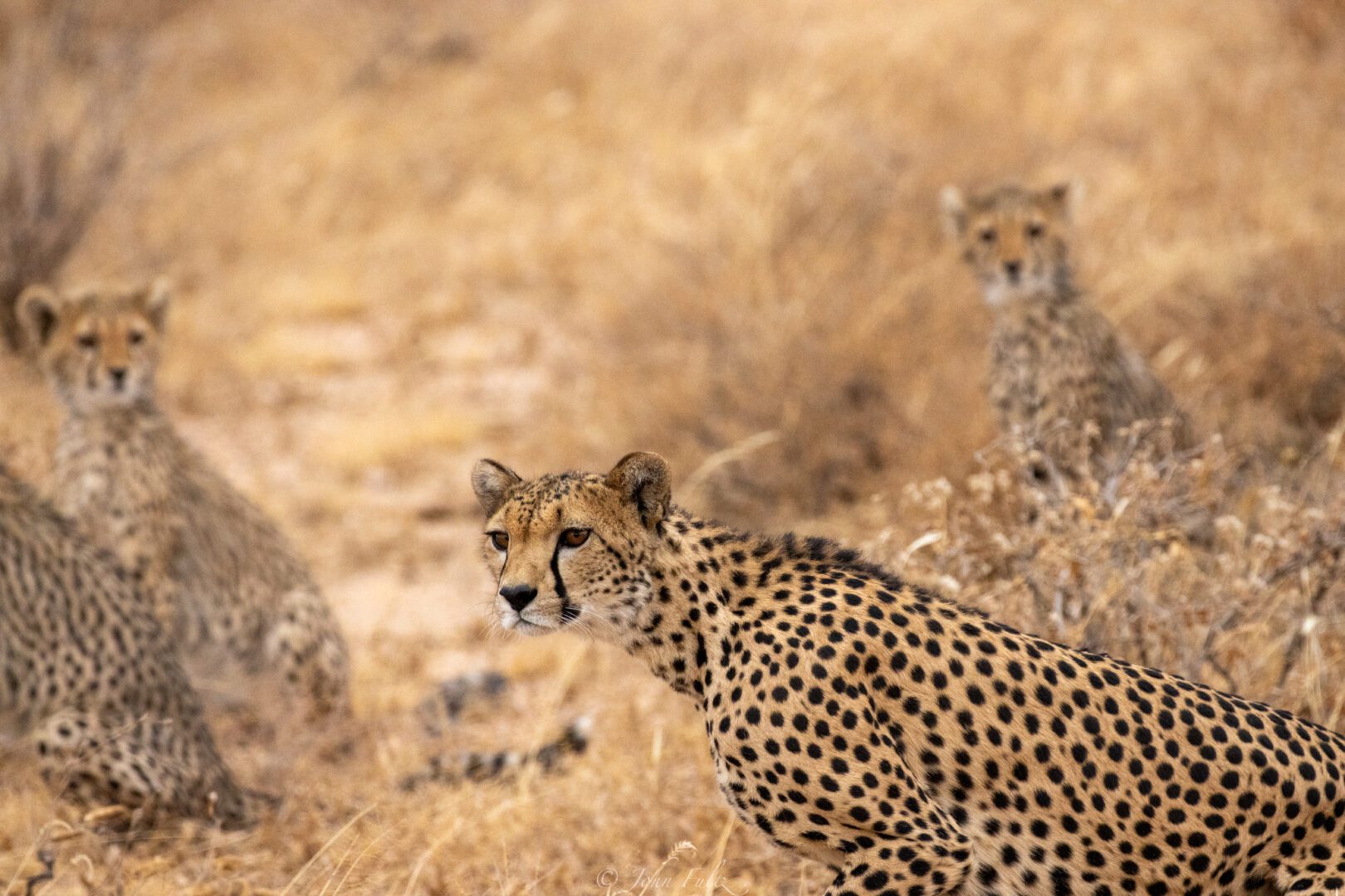 Female Cheetah with Cubs – Kenya, Africa