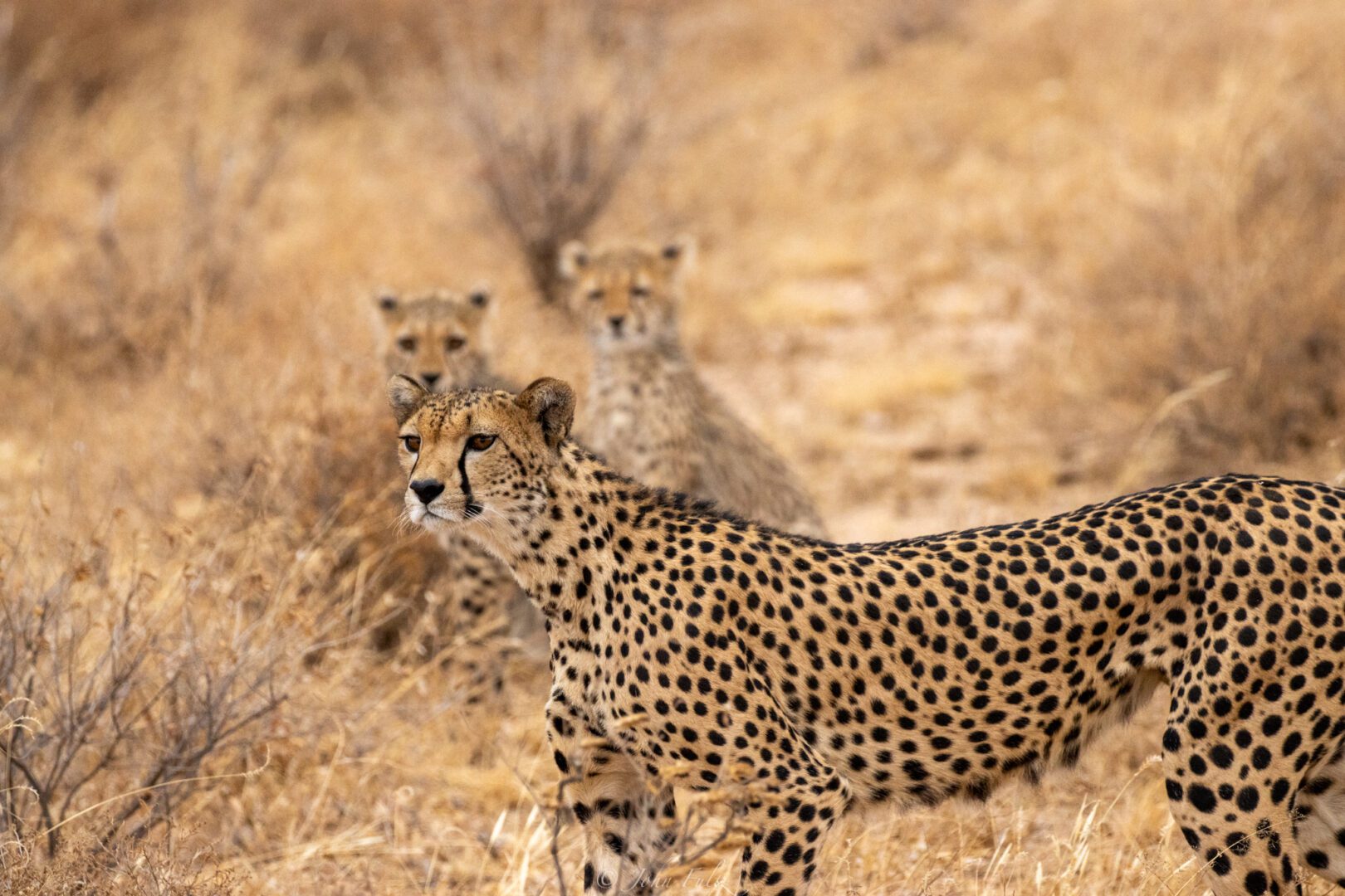 Cheetahs – Kenya, Africa