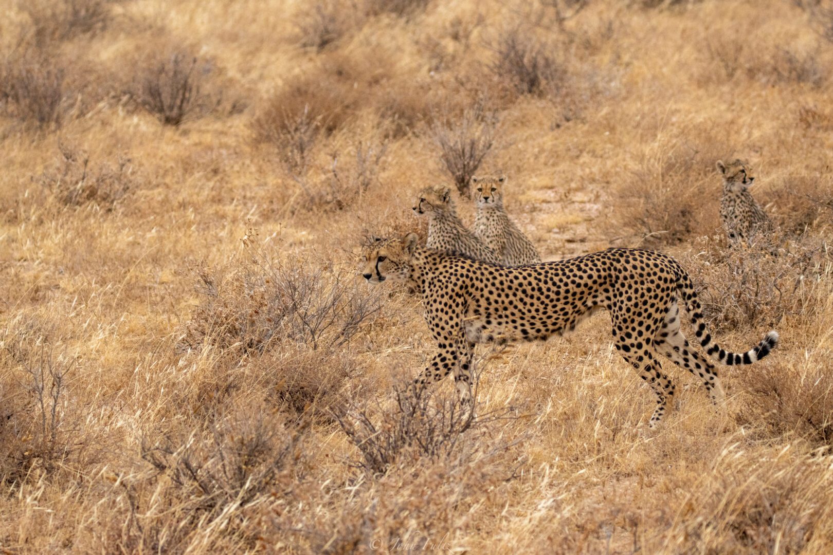 Female Cheetah with Three Cubs – Kenya, Africa