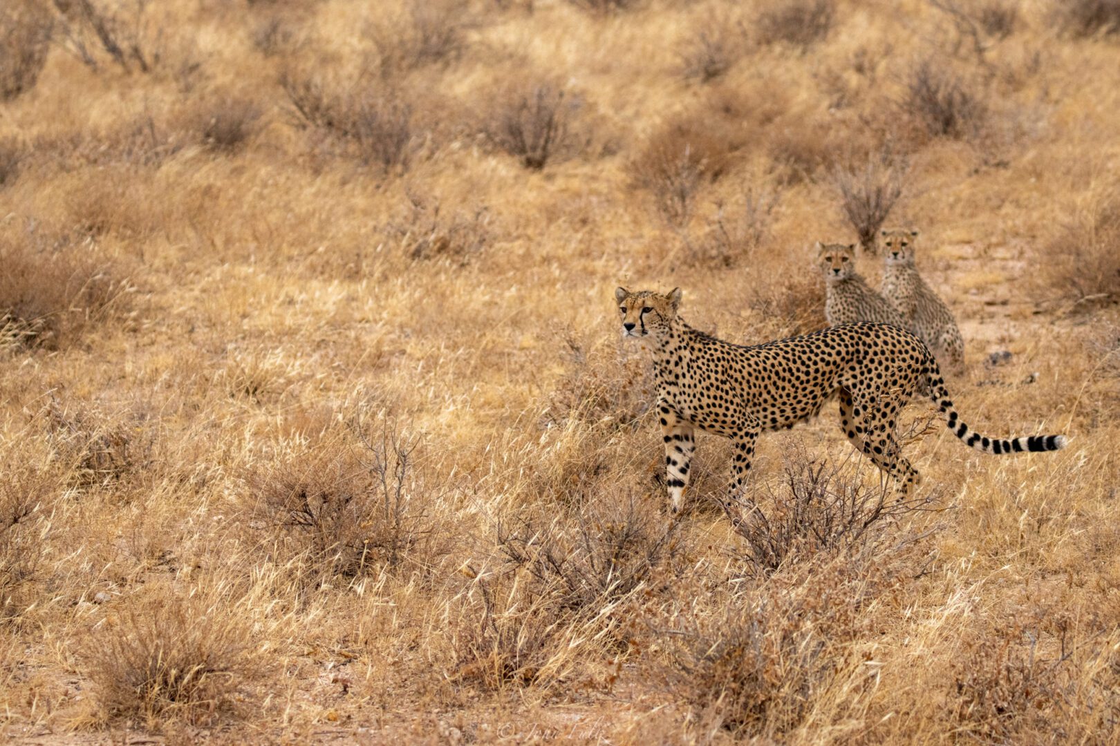 Female Cheetah with Cubs – Kenya, Africa