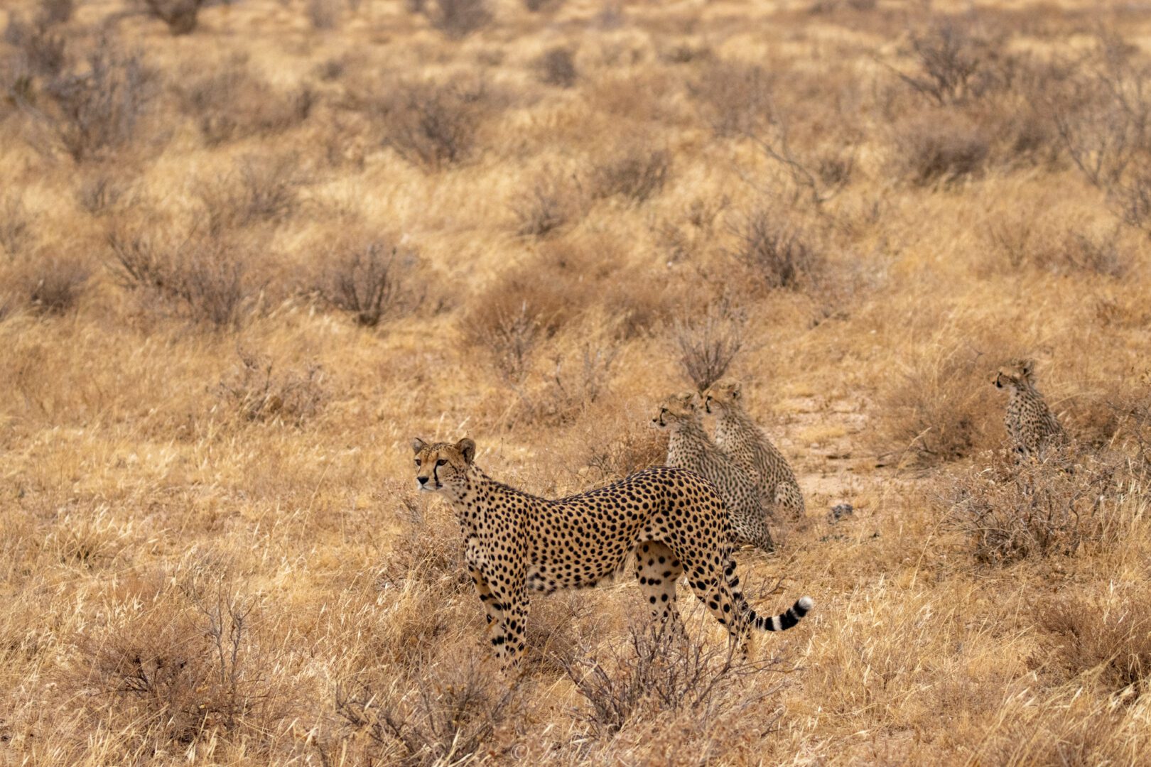 Female Cheetah with Four Cubs – Kenya, Africa