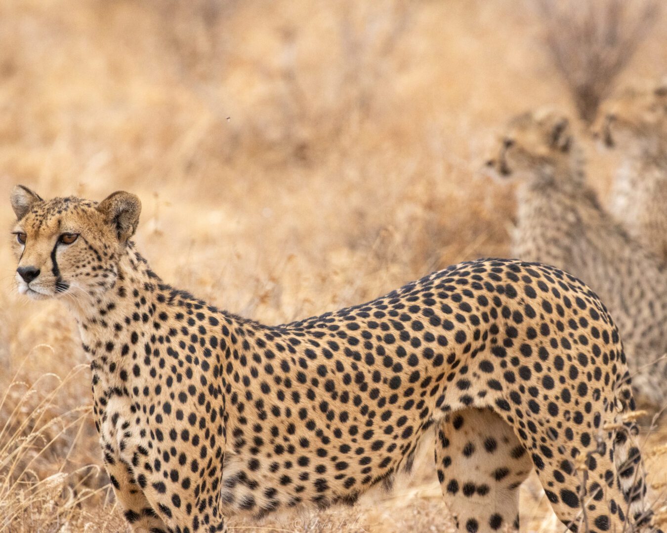 Female Cheetah with Cubs – Kenya, Africa