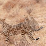 Three cheetahs walking in a dry field.