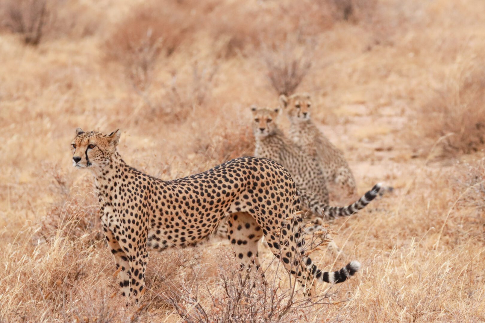 Female Cheetah with Cubs – Kenya, Africa