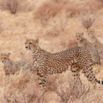 Cheetah family in namibia.