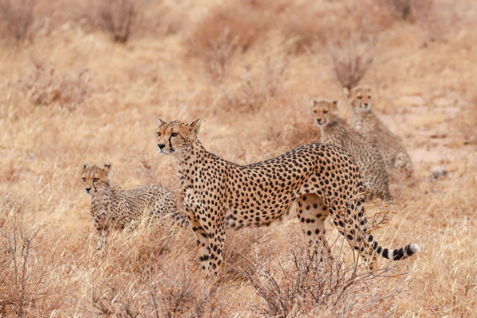 Female Cheetah with Cubs – Kenya, Africa