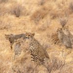 A group of cheetahs in a dry field.