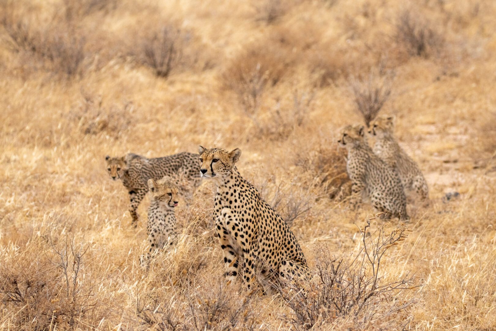 Female Cheetah with Four Cubs – Kenya, Africa