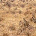 A group of cheetahs in a grassy area.