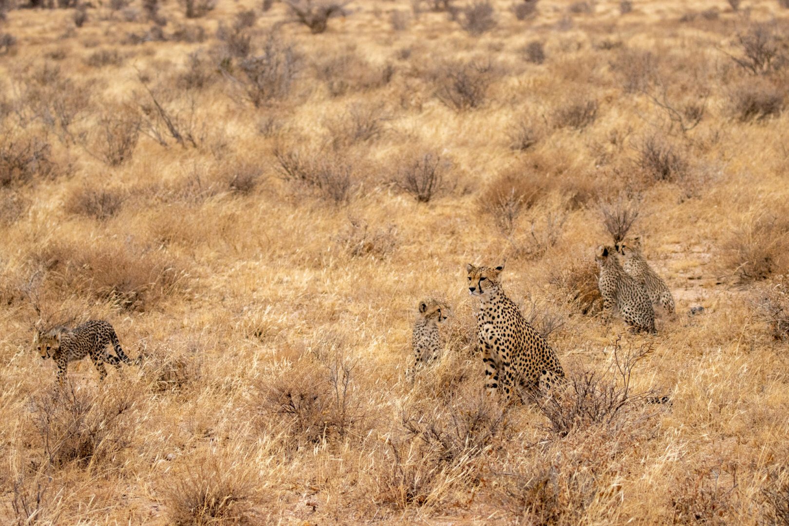 A group of cheetahs in a grassy area.