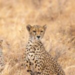 A cheetahs sitting in tall grass.