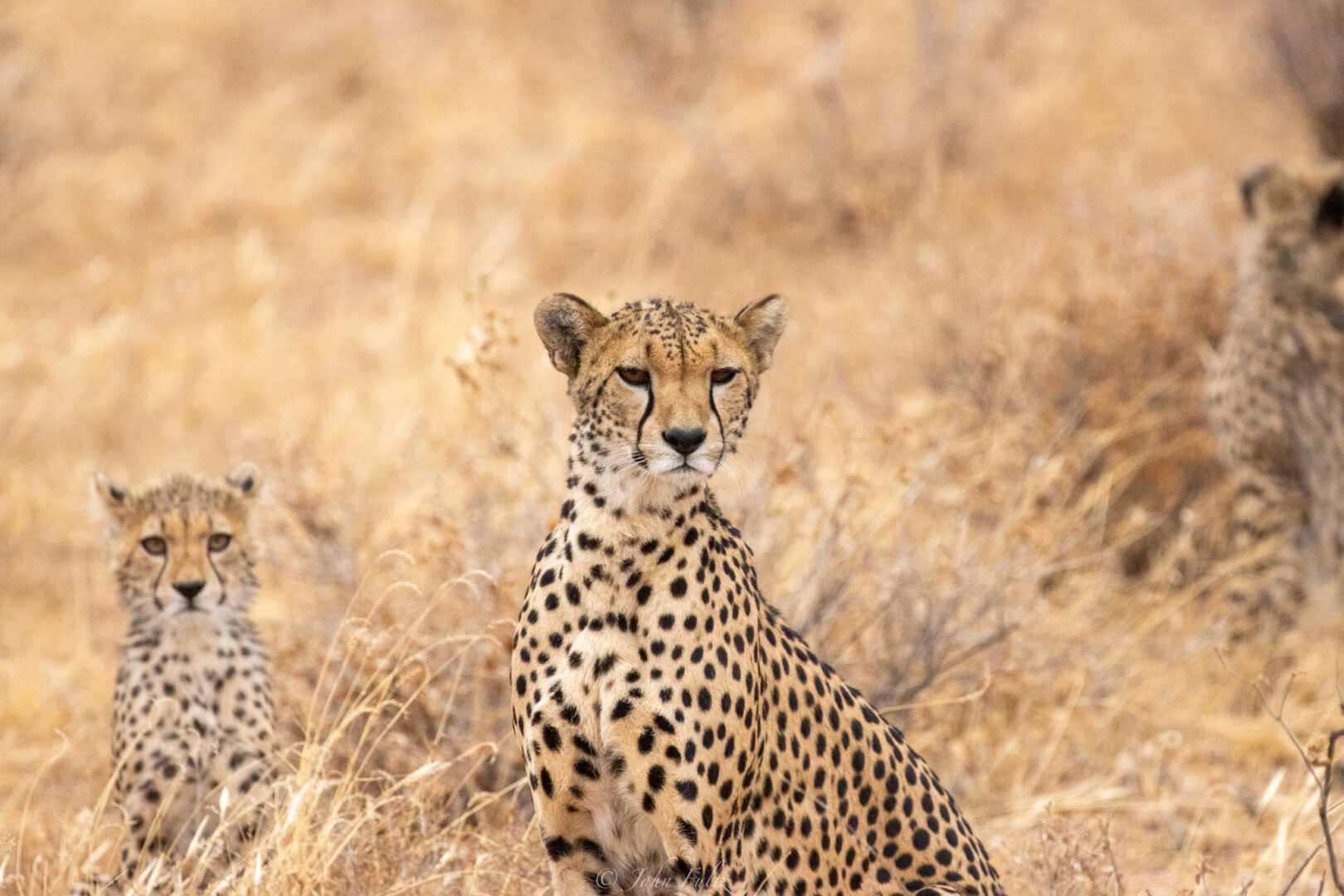 A cheetahs sitting in tall grass.